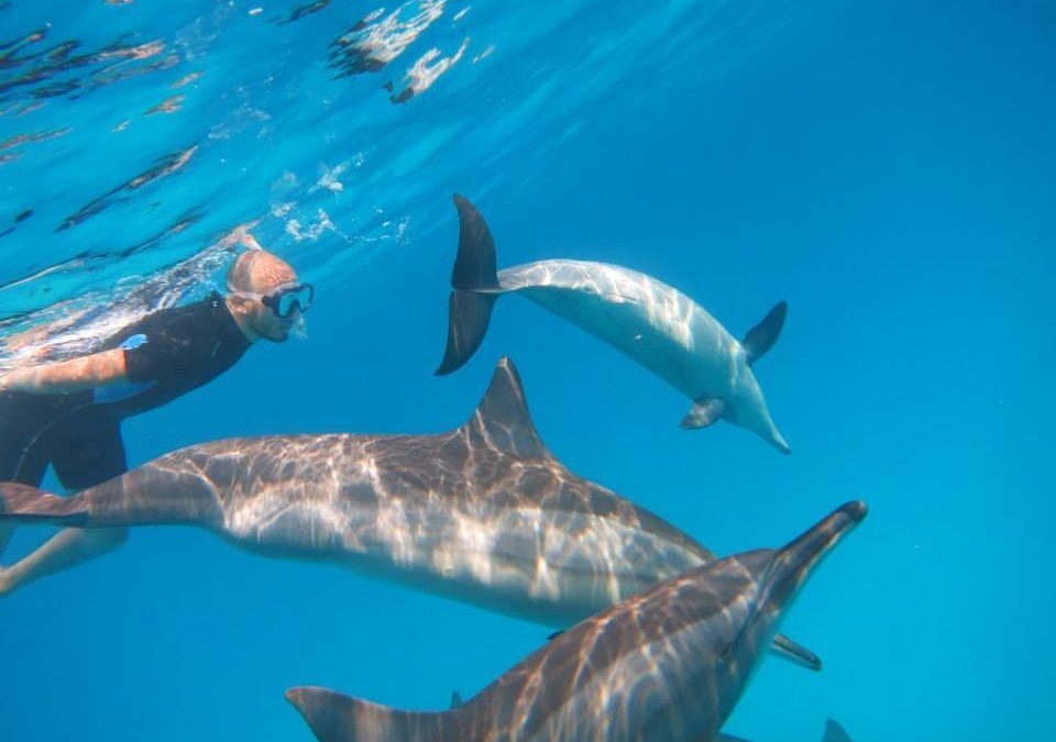 Respektvolles Schwimmen mit Delfinen