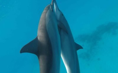 Verbindung auf Herzebene: Die Botschaft der Delfine